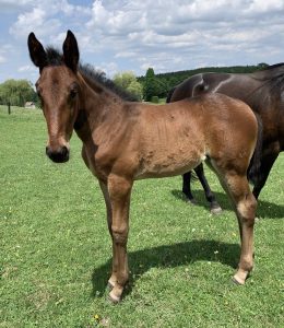 Muscle Mass-Scorched Romance filly - born on 4-13-22