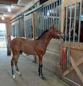 Dancin Lou colt out of Mea Lilley Mark p,3, 1:52s ($211,048)