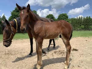 Dancin Lou-Allow Me Hanover-colt-4-1-22