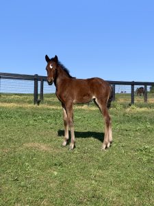 Dancin Lou - Final Decision filly born on 5/14/22