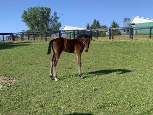 Dancin Lou-Future Headlines Filly-5-17-22