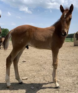 Dancin Lou-Miss Mittzie Bee-colt-4-14-22